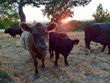 Galloways im Sonnentuntergang Galloways im Sonnentuntergang
